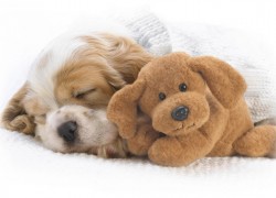 征途国际H5中的装备系统,打造你的专属战甲