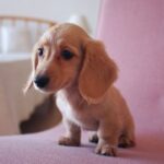 C7C7.app的移动端体验与桌面端对比 v2s0d